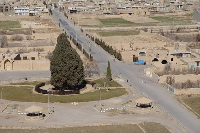 Cypress of Abarkooh